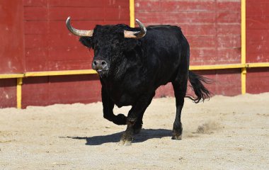 İspanya 'daki geleneksel boğa güreşi gösterisinde boynuzları olan siyah güçlü boğa.