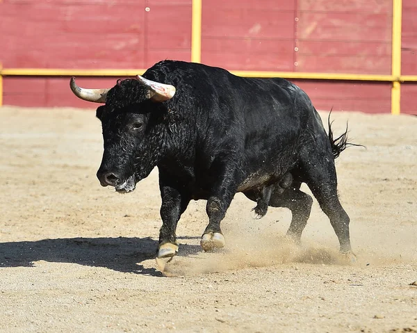 Nero Potente Toro Con Grandi Corna Sul Tradizionale Spettacolo Della — Foto Stock