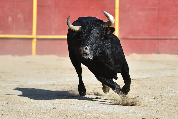 Nero Potente Toro Con Grandi Corna Sul Tradizionale Spettacolo Della — Foto Stock