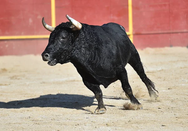 Negro Poderoso Toro Con Grandes Cuernos Tradicional Espectáculo Corridas Toros —  Fotos de Stock