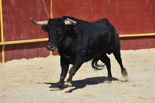 Zwart Krachtige Stier Met Grote Hoorns Het Traditionele Spektakel Van — Stockfoto