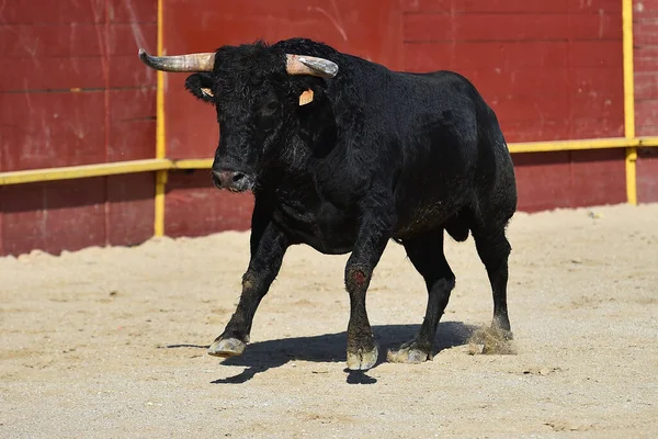 İspanya 'daki geleneksel boğa güreşi gösterisinde boynuzları olan siyah güçlü boğa.