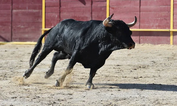 Preto Poderoso Touro Com Grandes Chifres Tradicional Espetáculo Tourada Espanha — Fotografia de Stock