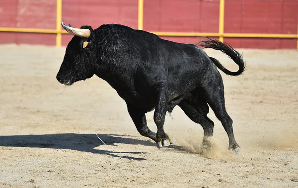 Negro Poderoso Toro Con Grandes Cuernos Tradicional Espectáculo Corridas Toros — Foto de Stock