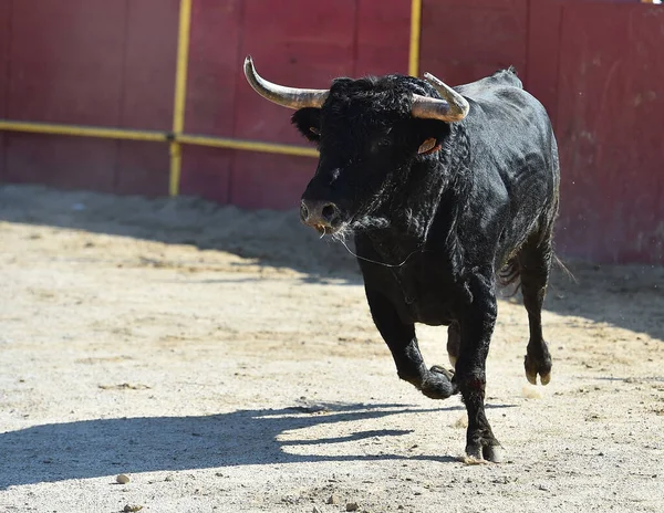 Nero Potente Toro Con Grandi Corna Sul Tradizionale Spettacolo Della — Foto Stock