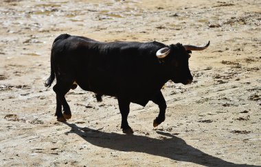 İspanya 'nın geleneksel boğa güreşi gösterisinde boynuzlu İspanyol boğası