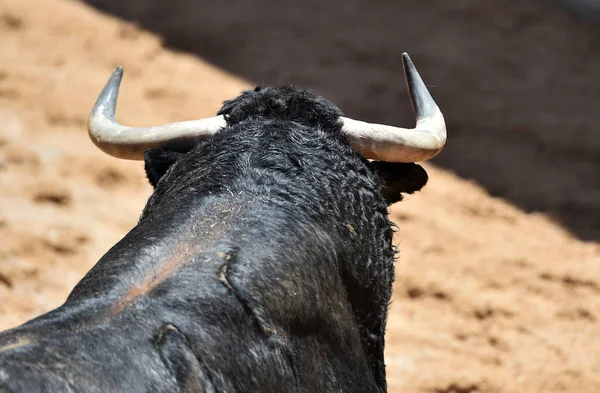 Toro Español Con Cuernos Grandes Espectáculo Tradicional Corridas Toros España —  Fotos de Stock