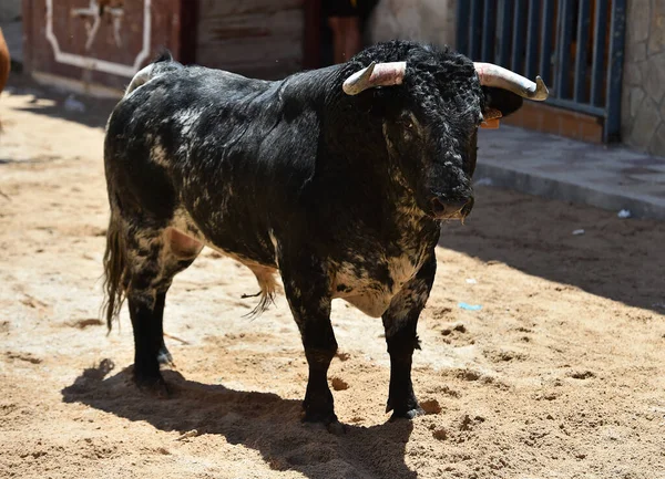 スペインの闘牛の伝統的な光景に大きな角を持つスペインの雄牛 — ストック写真