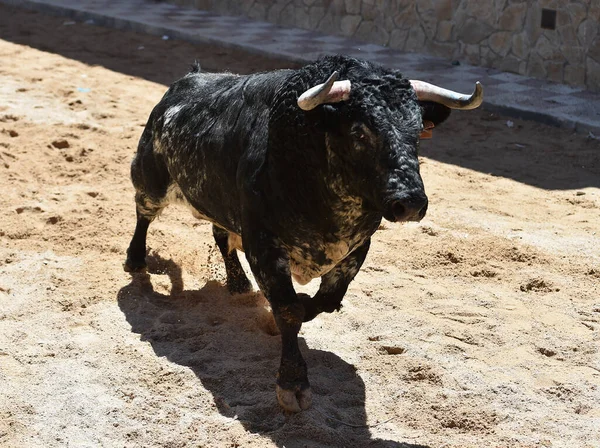 Spanish Bull Big Horns Traditional Spectacle Bullfight Spain — Stock Photo, Image