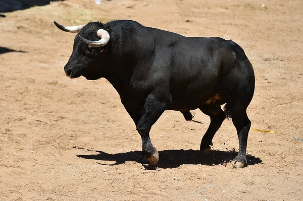 Spaanse Stier Met Grote Hoorns Een Traditioneel Spektakel Van Stierenvechten — Stockfoto