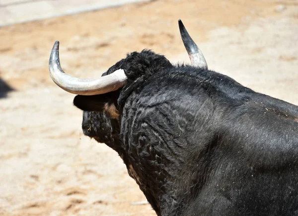 İspanya 'nın geleneksel boğa güreşi gösterisinde boynuzlu İspanyol boğası