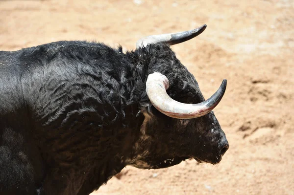 Toro Español Con Cuernos Grandes Espectáculo Tradicional Corridas Toros España —  Fotos de Stock