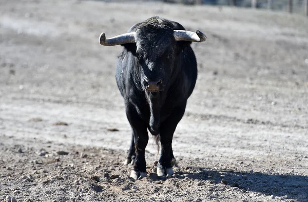 Toro Español Vacas España — Foto de Stock