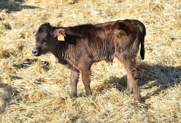 Touro Espanhol Vacas Espanha — Fotografia de Stock