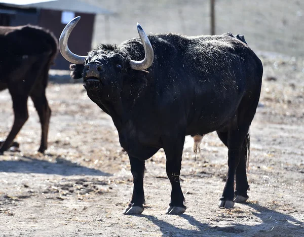 Touro Espanhol Vacas Espanha — Fotografia de Stock