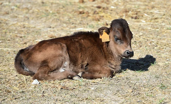 Spanish Bull Cows Spain — Stock Photo, Image