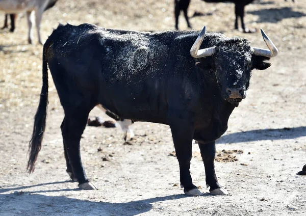 Touro Espanhol Vacas Espanha — Fotografia de Stock