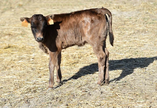 Toro Español Vacas España —  Fotos de Stock