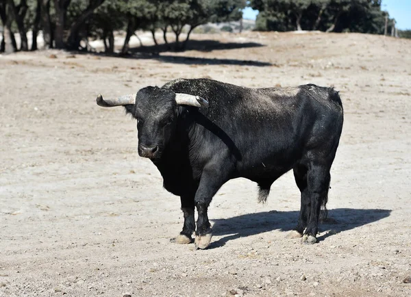 Toro Spagnolo Mucche Spagna — Foto Stock