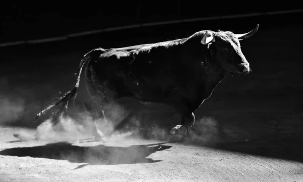 Toro Español Vacas España — Foto de Stock