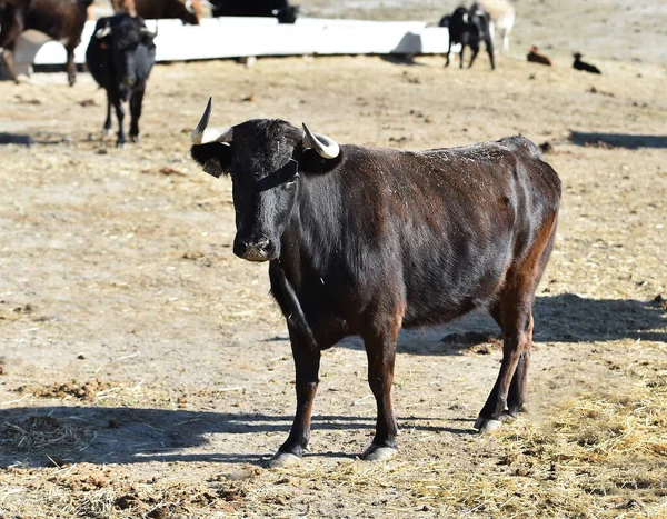 Spanish Bull Cows Spain — Stock Photo, Image