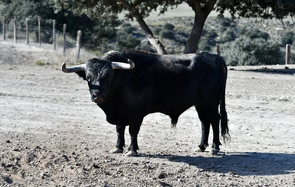 Toro Spagnolo Mucche Spagna — Foto Stock