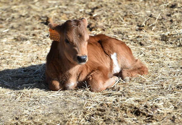 Spanish Bull Cows Spain — Stock Photo, Image