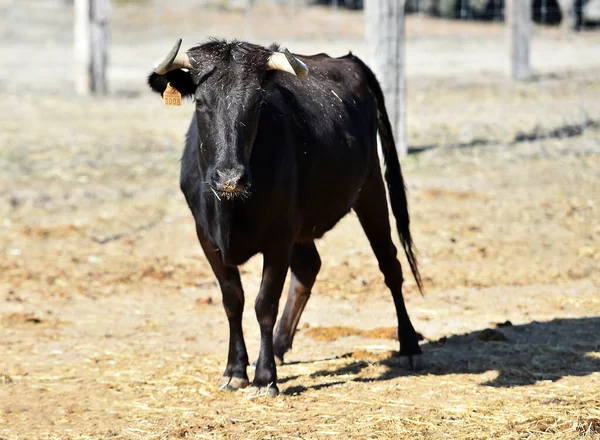 Spanischer Bulle Und Kühe Auf Spanien — Stockfoto