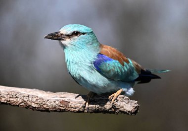 İspanya 'da bir Avrasyalı mavi silindir