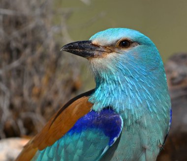 Bir dalın üzerine tünemiş Avrupalı bir silindir