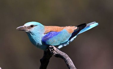 Bir dalın üzerine tünemiş Avrupalı bir silindir