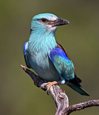 Bir dalın üzerine tünemiş Avrupalı bir silindir