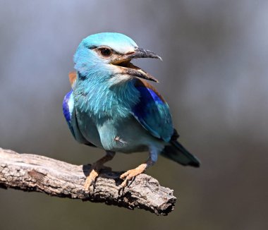 Bir dalın üzerine tünemiş Avrupalı bir silindir