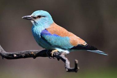 Bir dalın üzerine tünemiş Avrupalı bir silindir
