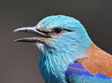 Bir dalın üzerine tünemiş Avrupalı bir silindir