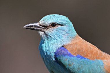 Bir dalın üzerine tünemiş Avrupalı bir silindir