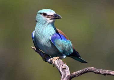 Bir dalın üzerine tünemiş Avrupalı bir silindir