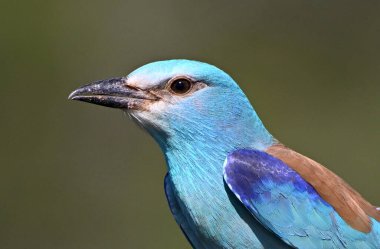 Bir dalın üzerine tünemiş Avrupalı bir silindir