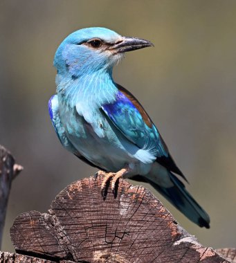 Bir dalın üzerine tünemiş Avrupalı bir silindir