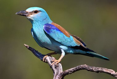 Bir dalın üzerine tünemiş Avrupalı bir silindir