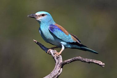 Bir dalın üzerine tünemiş Avrupalı bir silindir