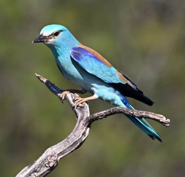 Bir dalın üzerine tünemiş Avrupalı bir silindir