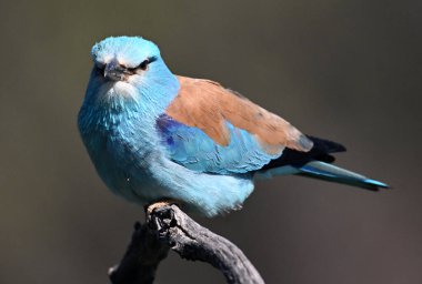 Bir dalın üzerine tünemiş Avrupalı bir silindir