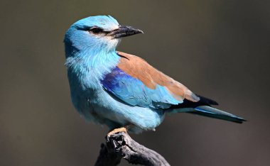 Bir dalın üzerine tünemiş Avrupalı bir silindir