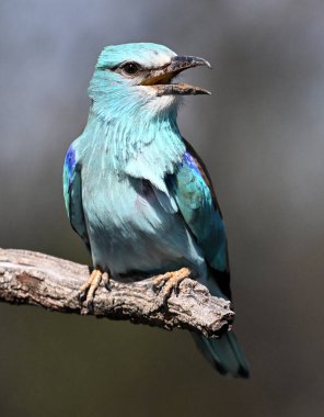 Bir dalın üzerine tünemiş Avrupalı bir silindir