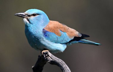 Bir dalın üzerine tünemiş Avrupalı bir silindir