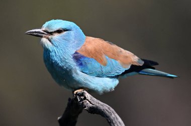 Bir dalın üzerine tünemiş Avrupalı bir silindir