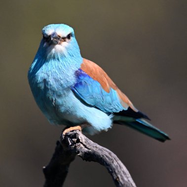 Bir dalın üzerine tünemiş Avrupalı bir silindir