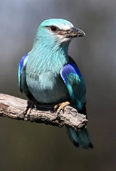 Bir dalın üzerine tünemiş Avrupalı bir silindir