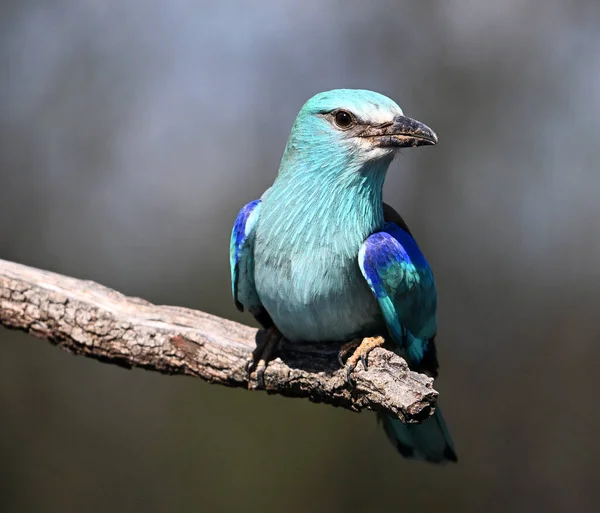 Bir dalın üzerine tünemiş Avrupalı bir silindir